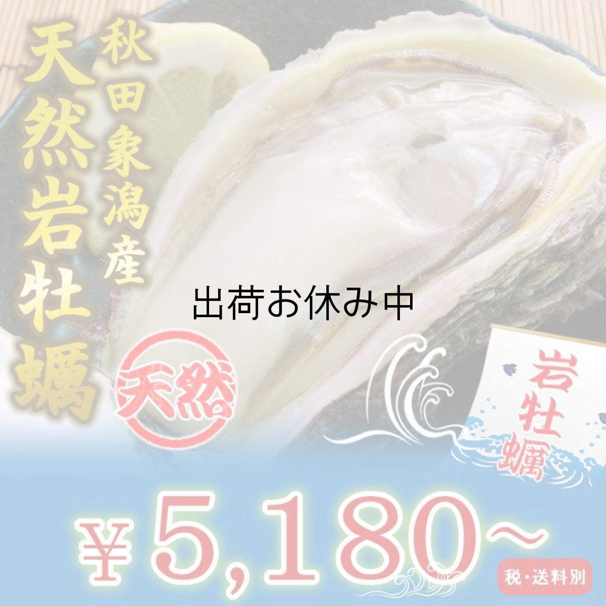 画像1: 秋田象潟産　天然岩牡蠣 (1)