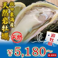 画像1: 秋田象潟産　天然岩牡蠣 (1)