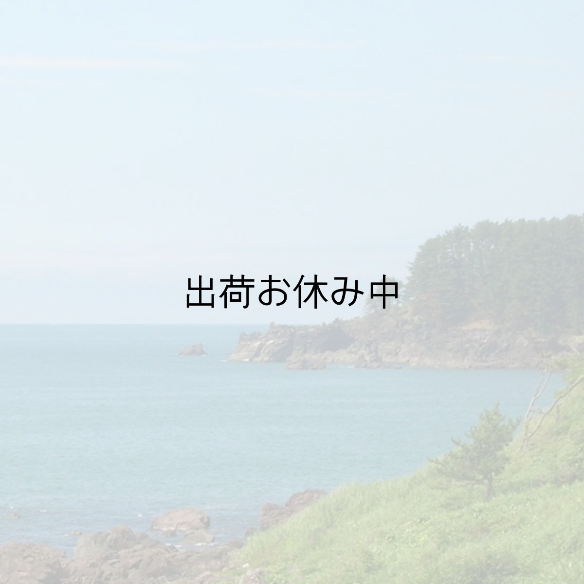 画像7: 秋田象潟産　天然岩牡蠣 (7)