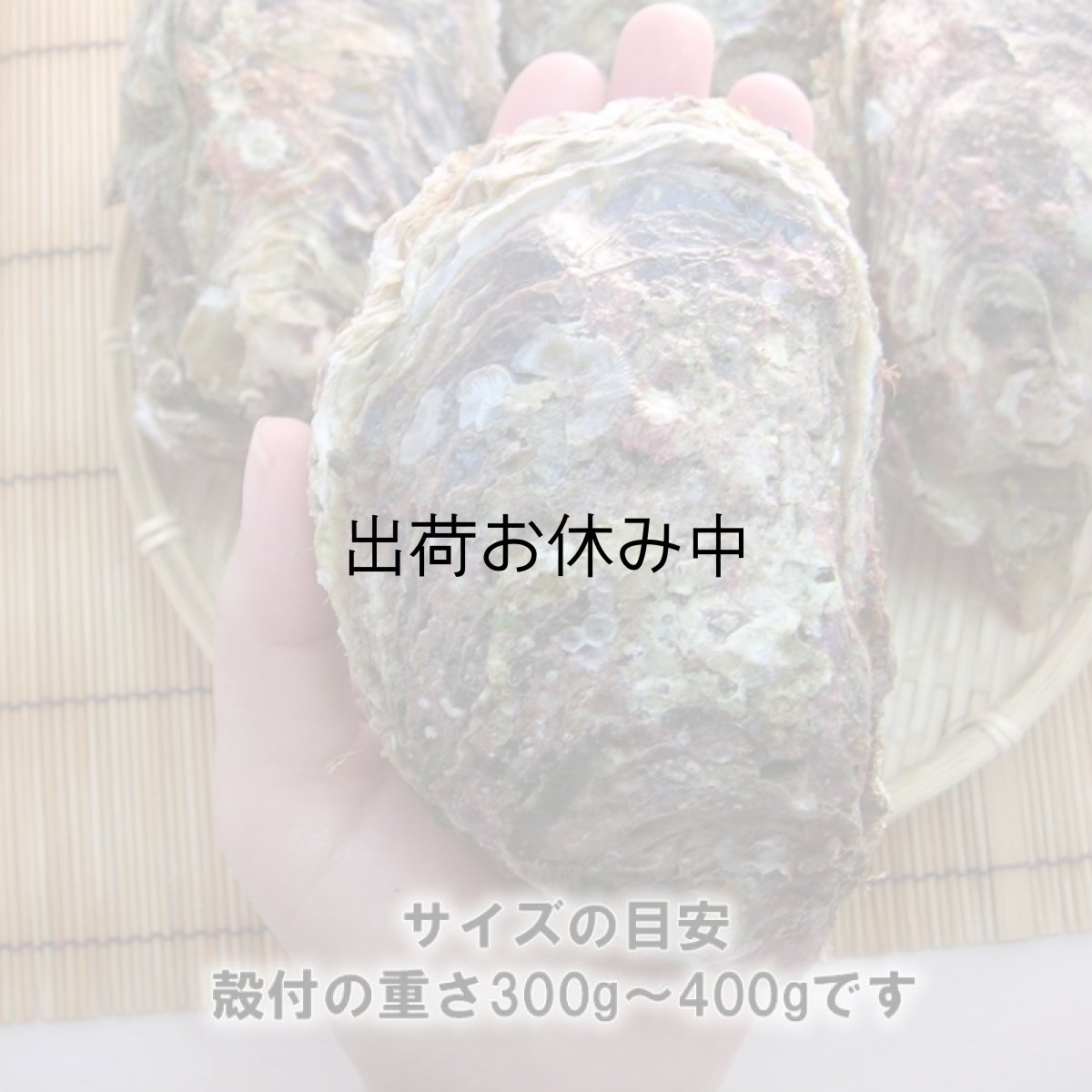 画像5: 秋田象潟産　天然岩牡蠣 (5)