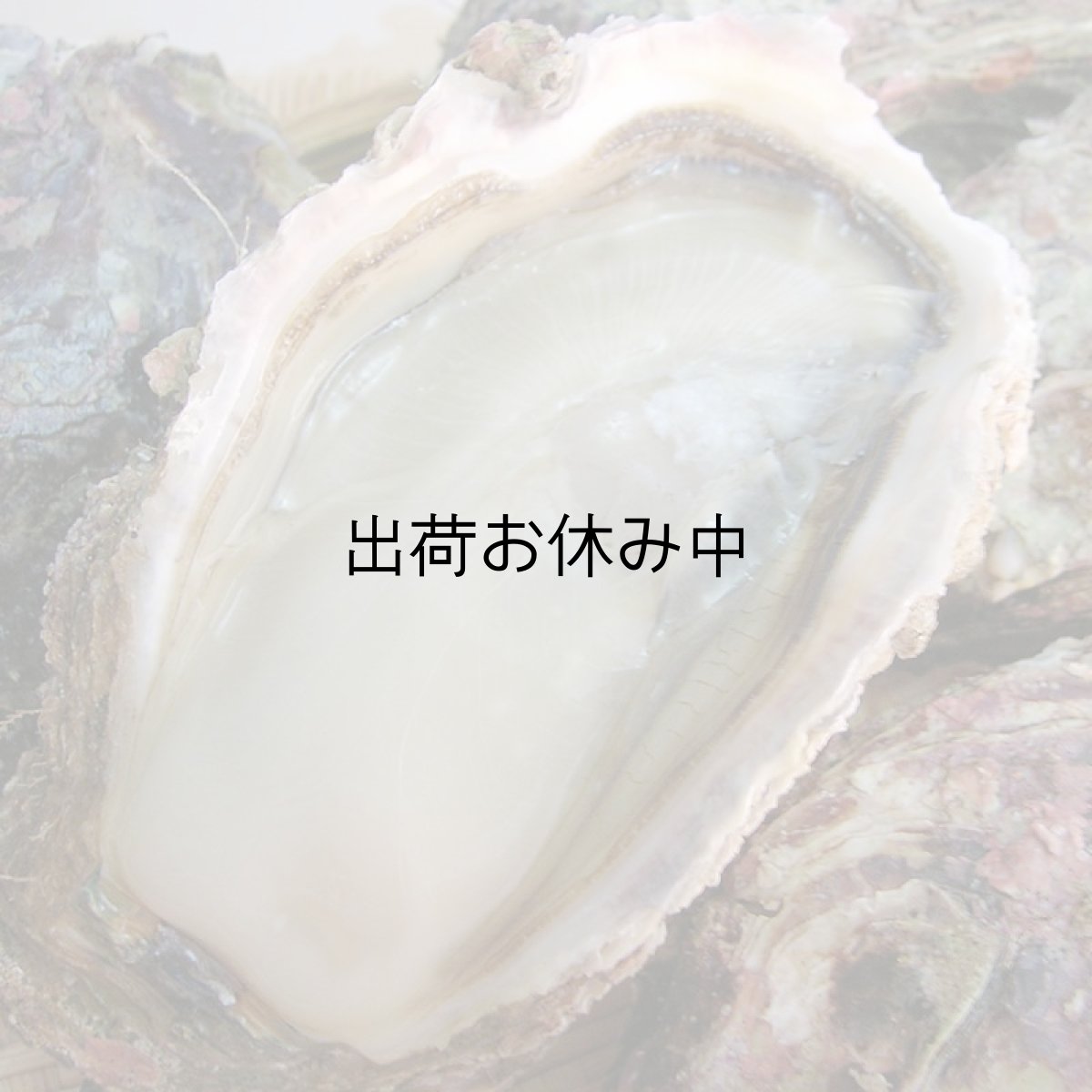 画像4: 秋田象潟産　天然岩牡蠣 (4)