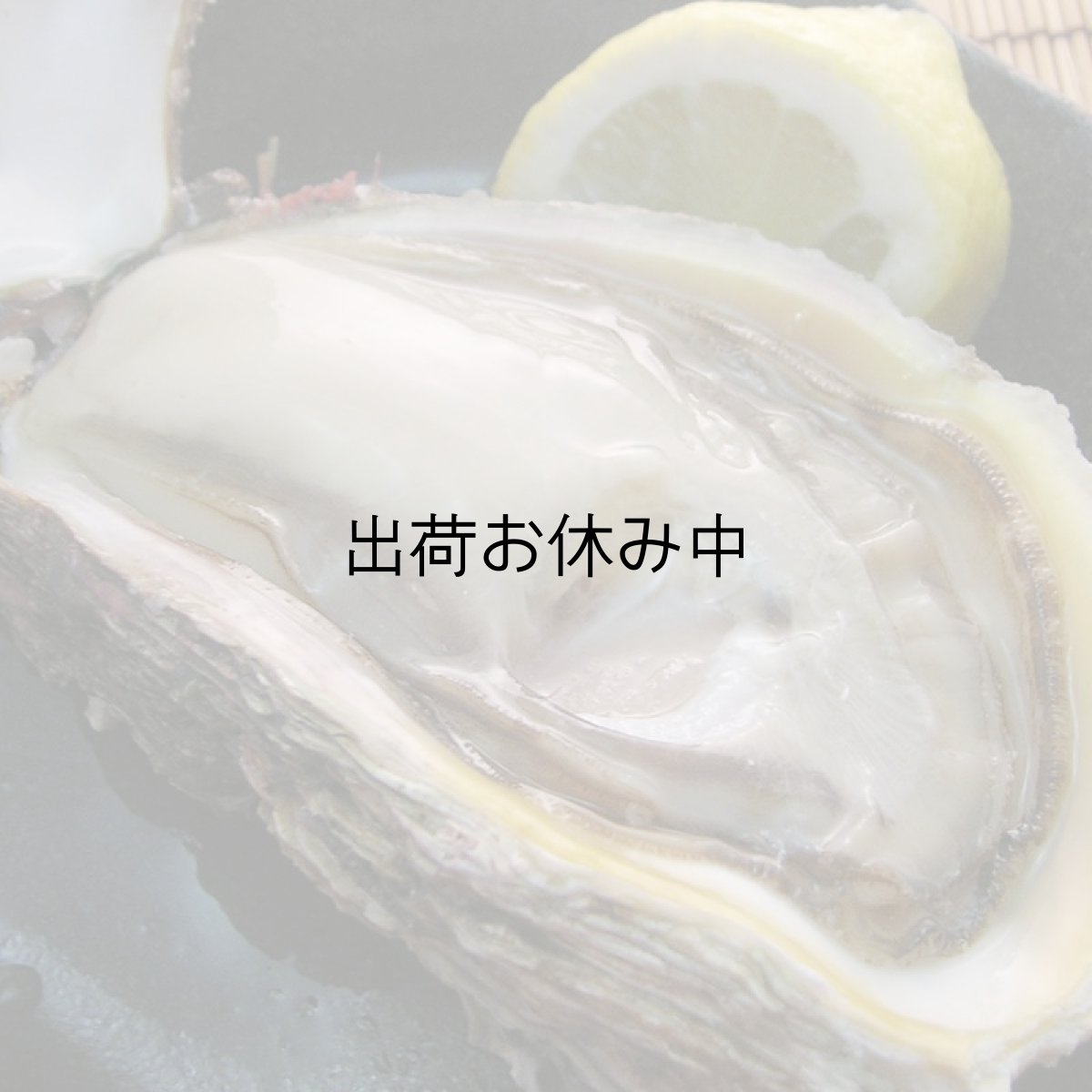 画像2: 秋田象潟産　天然岩牡蠣 (2)