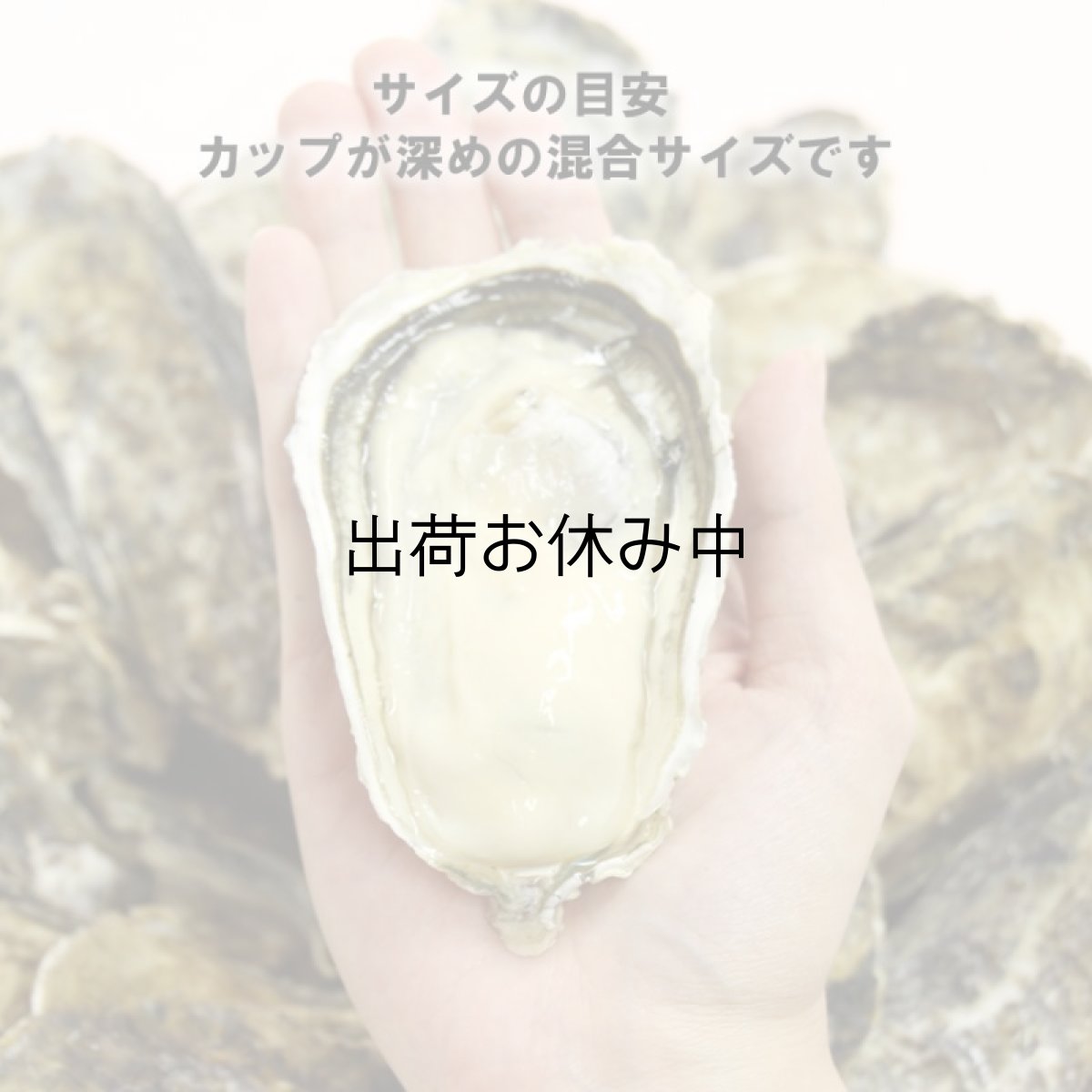 画像2: 長崎小長井産 殻付牡蠣 (2)