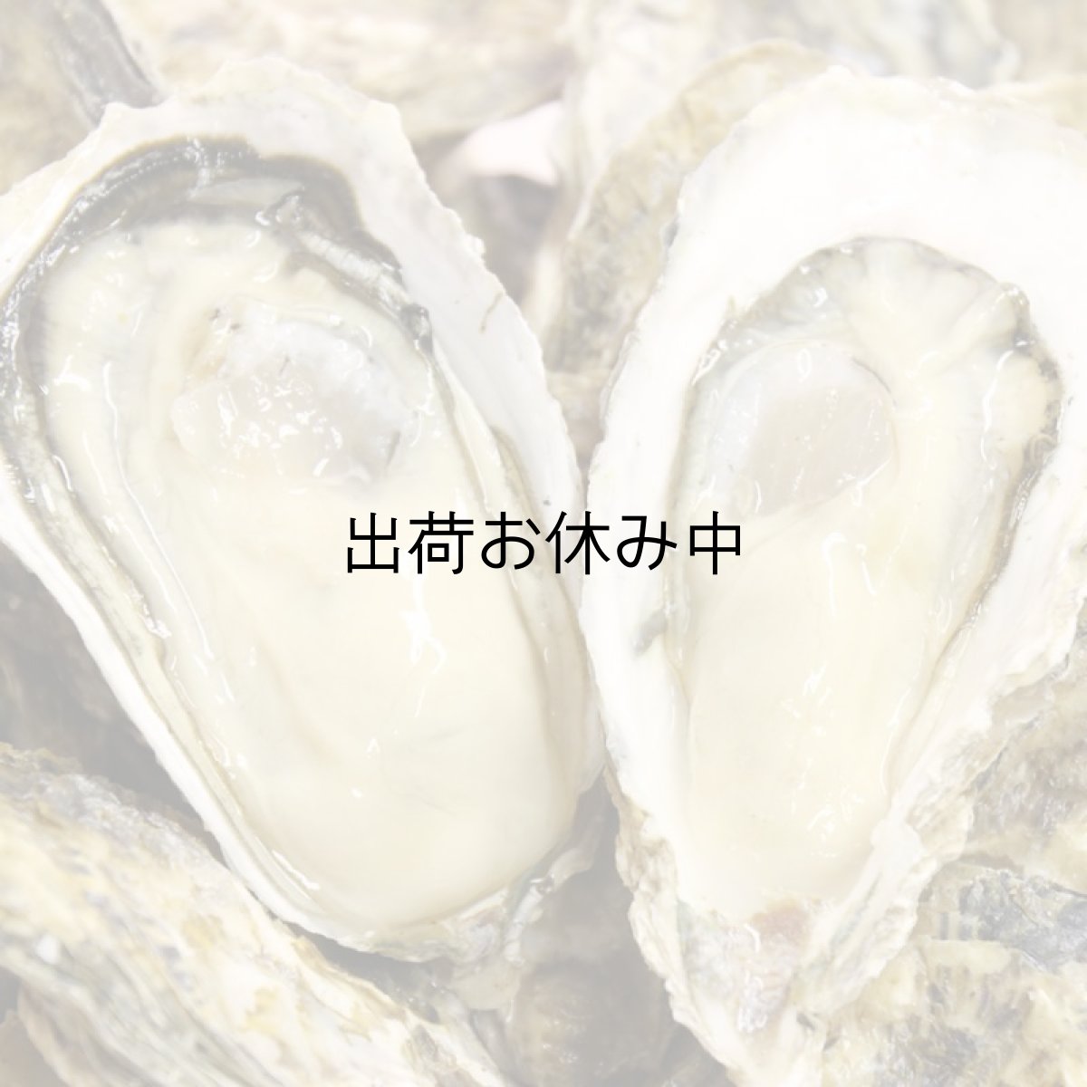 画像5: 長崎小長井産 殻付牡蠣 (5)