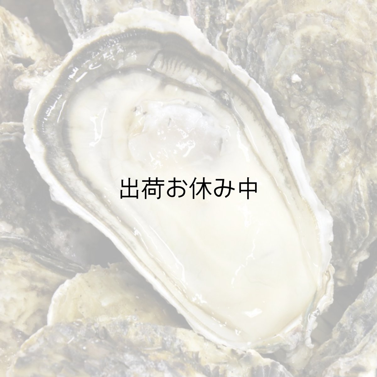 画像4: 長崎小長井産 殻付牡蠣 (4)