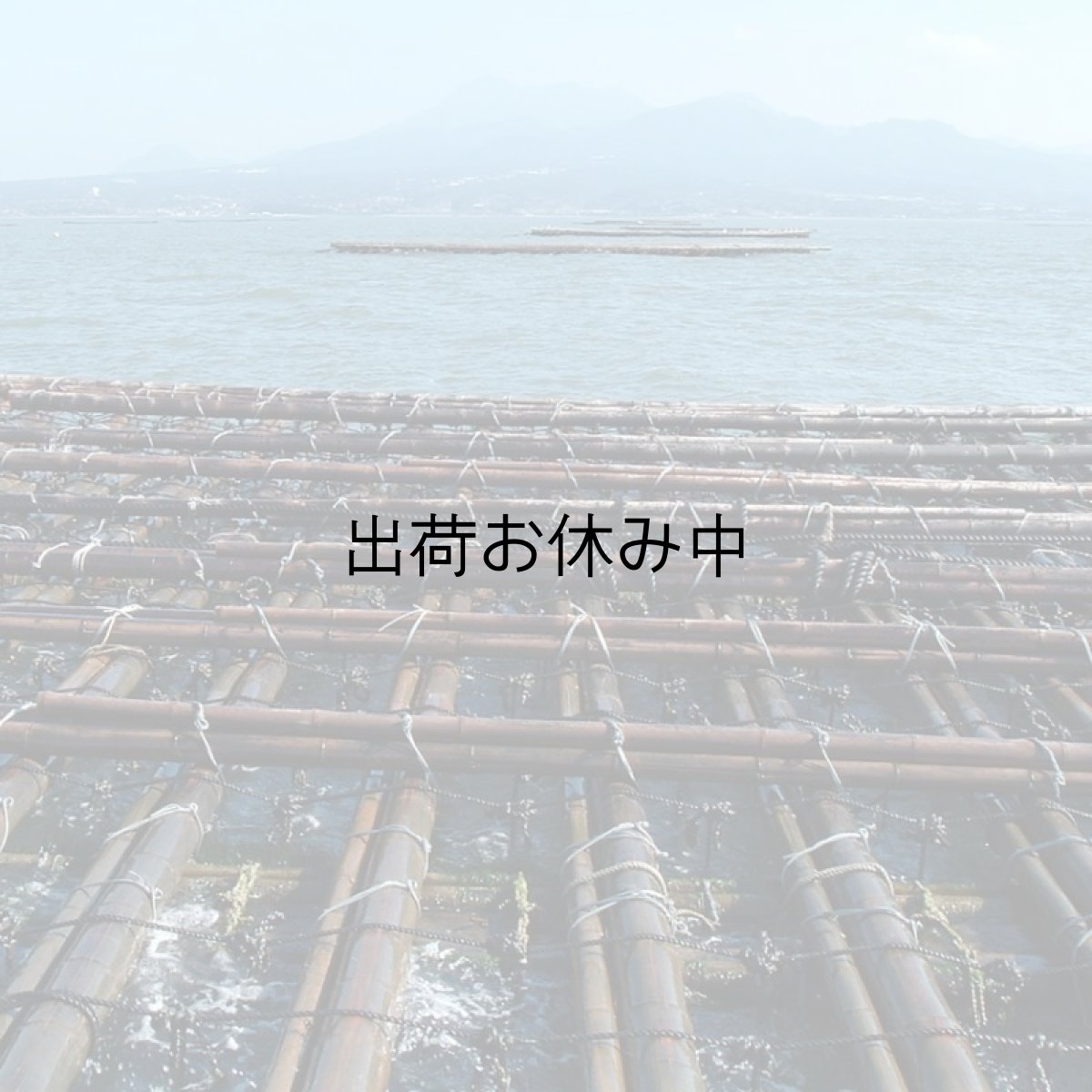 画像6: 長崎小長井産 殻付牡蠣 (6)