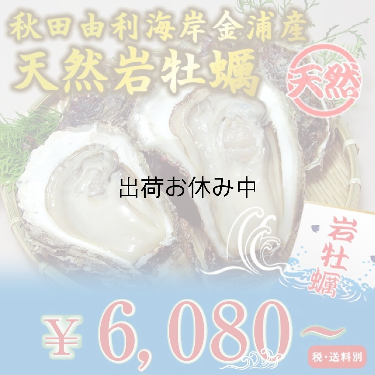 画像1: 秋田由利海岸金浦産　天然岩牡蠣 (1)