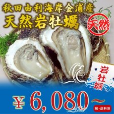 画像1: 秋田由利海岸金浦産　天然岩牡蠣 (1)