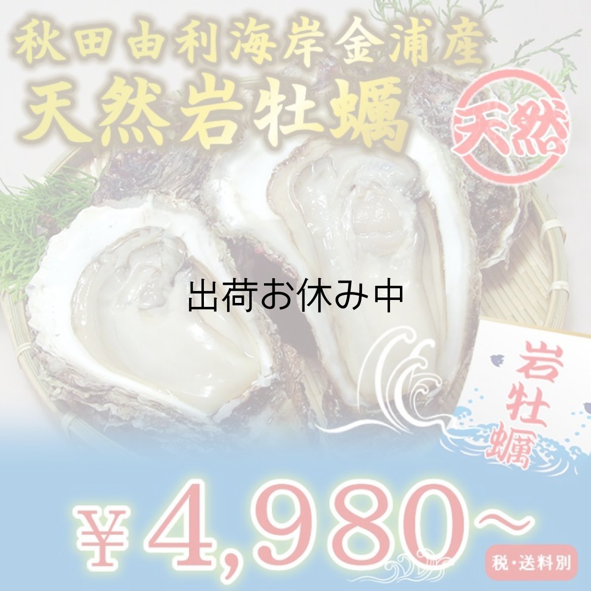 画像1: 秋田由利海岸金浦産　天然岩牡蠣 (1)