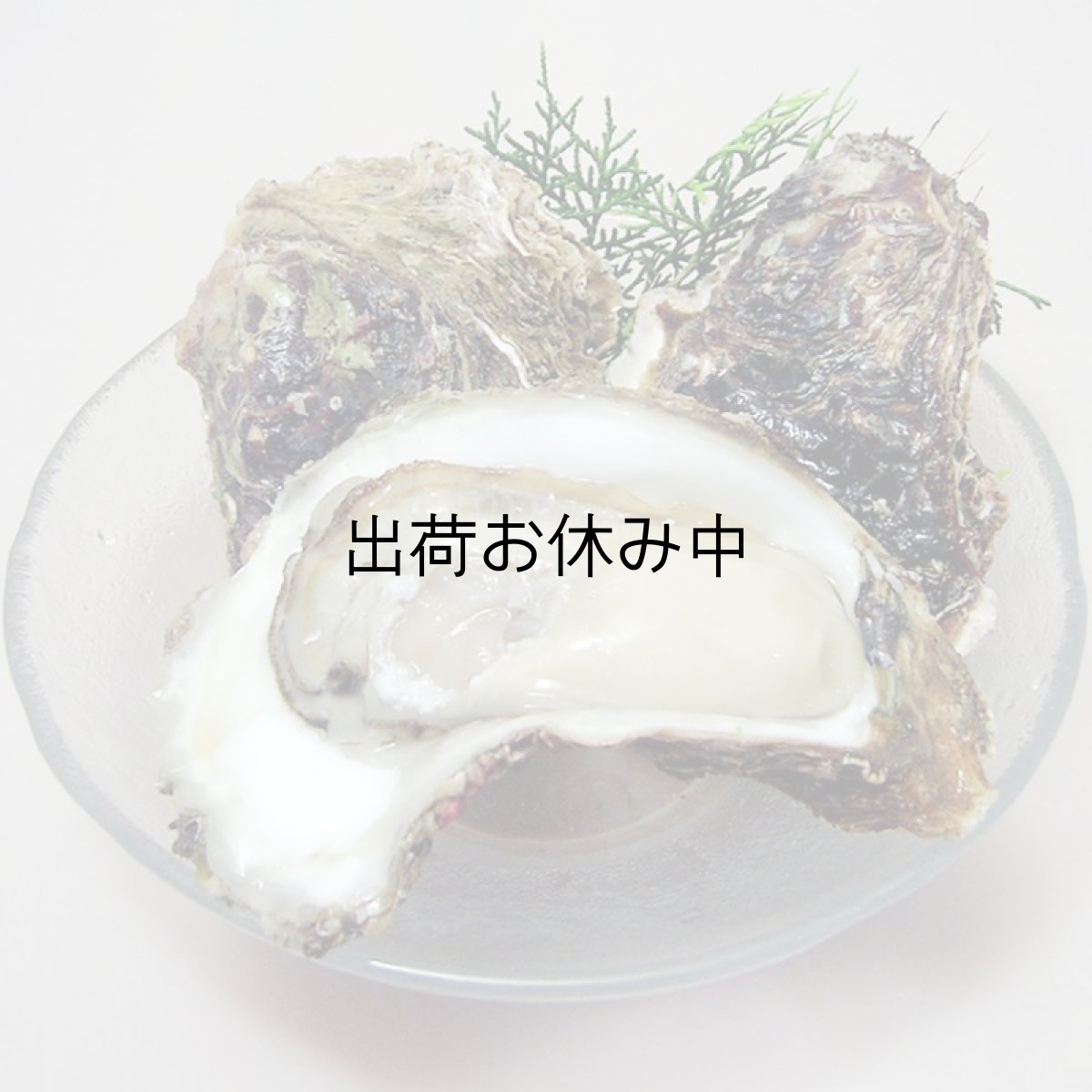 画像2: 秋田由利海岸金浦産　天然岩牡蠣 (2)