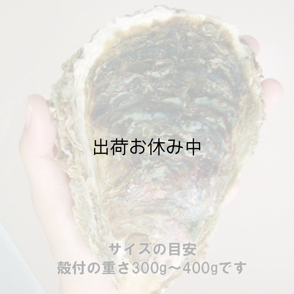 画像3: 秋田由利海岸金浦産　天然岩牡蠣 (3)