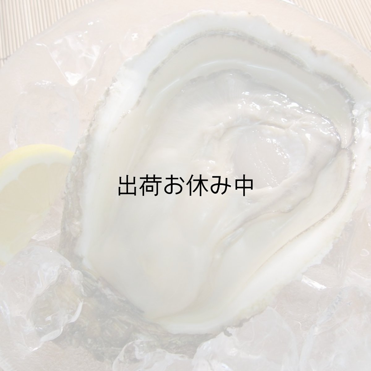 画像7: 秋田由利海岸金浦産　天然岩牡蠣 (7)