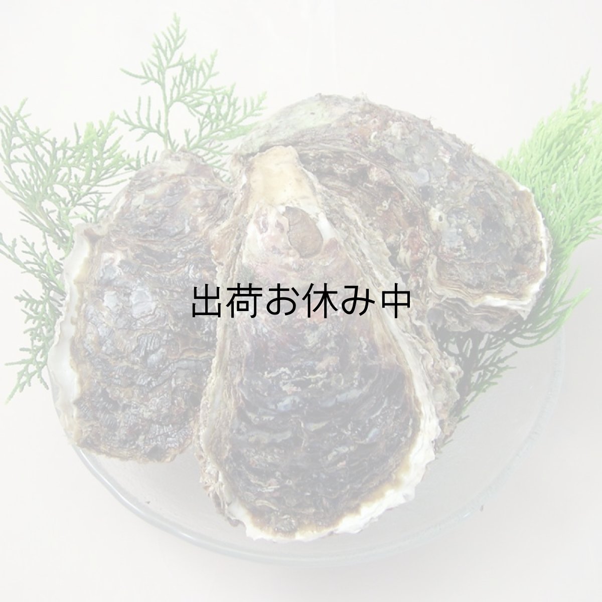 画像4: 秋田由利海岸金浦産　天然岩牡蠣 (4)