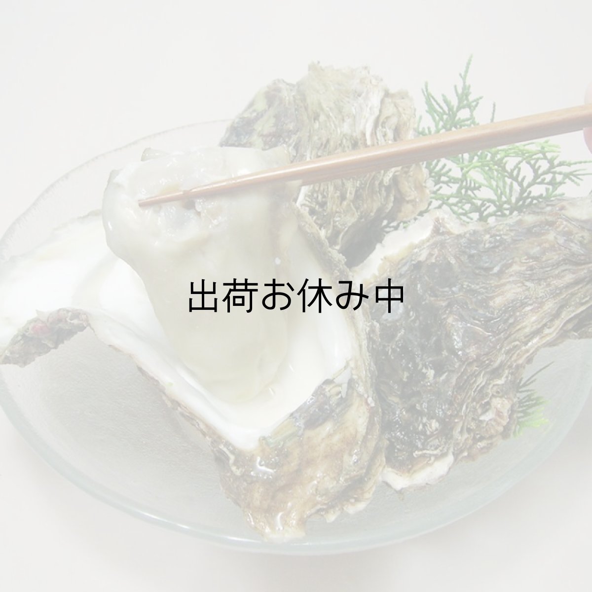 画像5: 秋田由利海岸金浦産　天然岩牡蠣 (5)