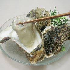 画像5: 秋田由利海岸金浦産　天然岩牡蠣 (5)