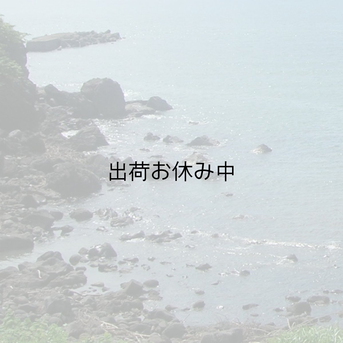 画像8: 秋田由利海岸金浦産　天然岩牡蠣 (8)