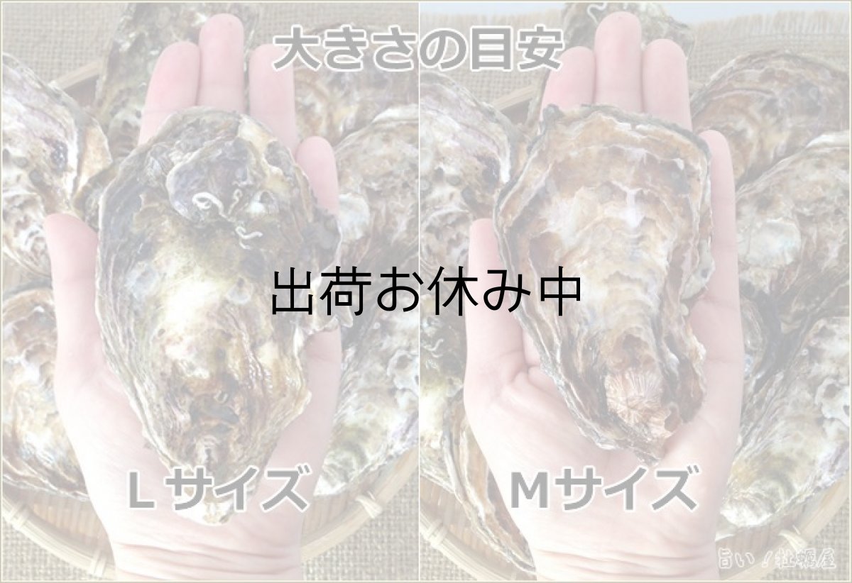 画像2: 広島県玖波産　殻付牡蠣 (2)