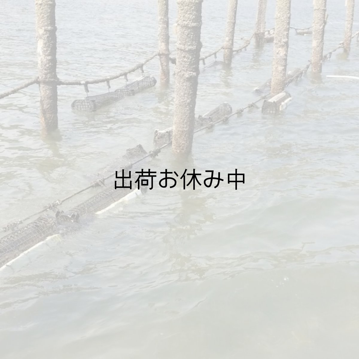画像9: 大分国東産　殻付牡蠣 (9)