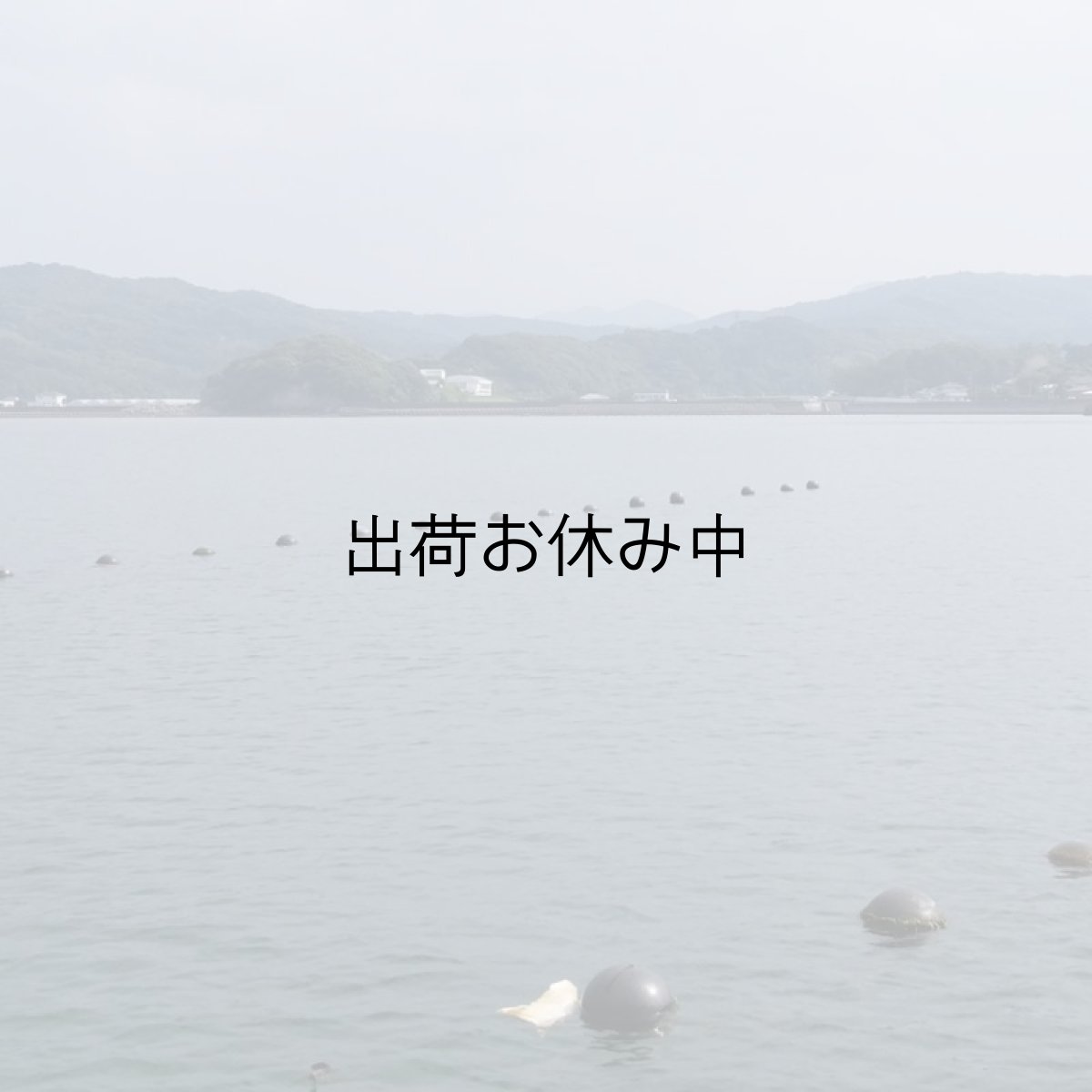 画像8: 大分国東産　殻付牡蠣 (8)