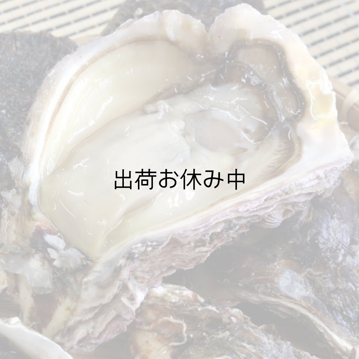 画像6: 大分国東産　岩牡蠣 (6)