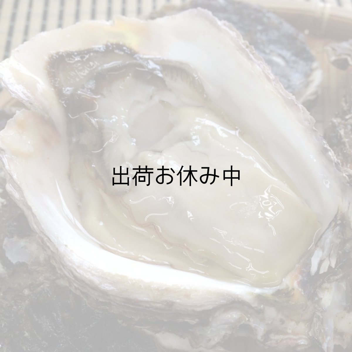 画像5: 大分国東産　岩牡蠣 (5)