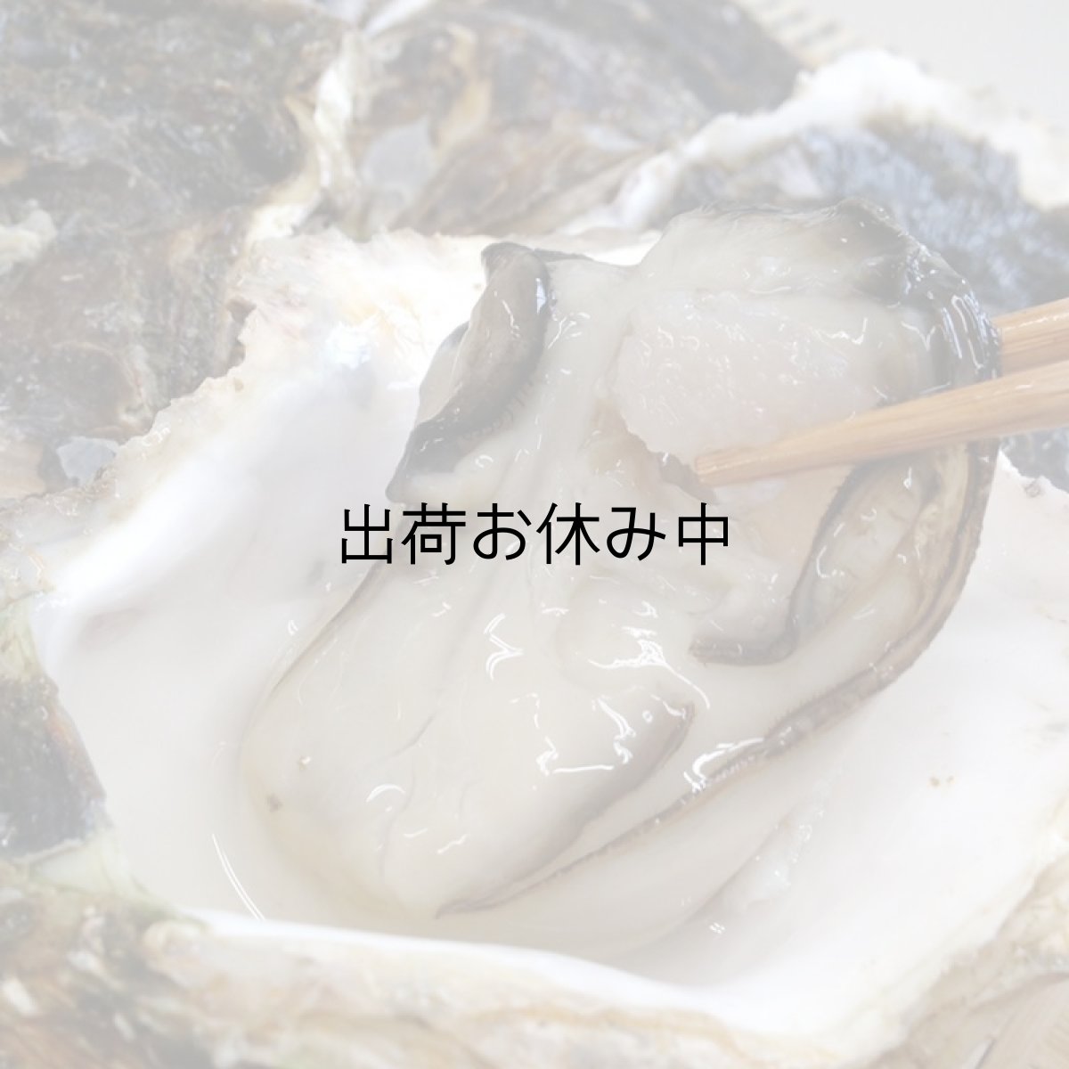 画像4: 大分国東産　岩牡蠣 (4)