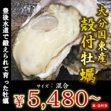 画像1: 大分国東産　殻付牡蠣 (1)