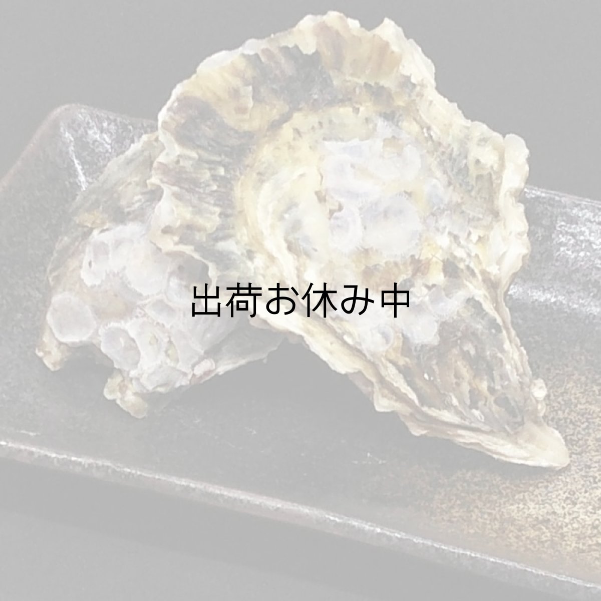 画像7: 大分国東産　殻付牡蠣 (7)