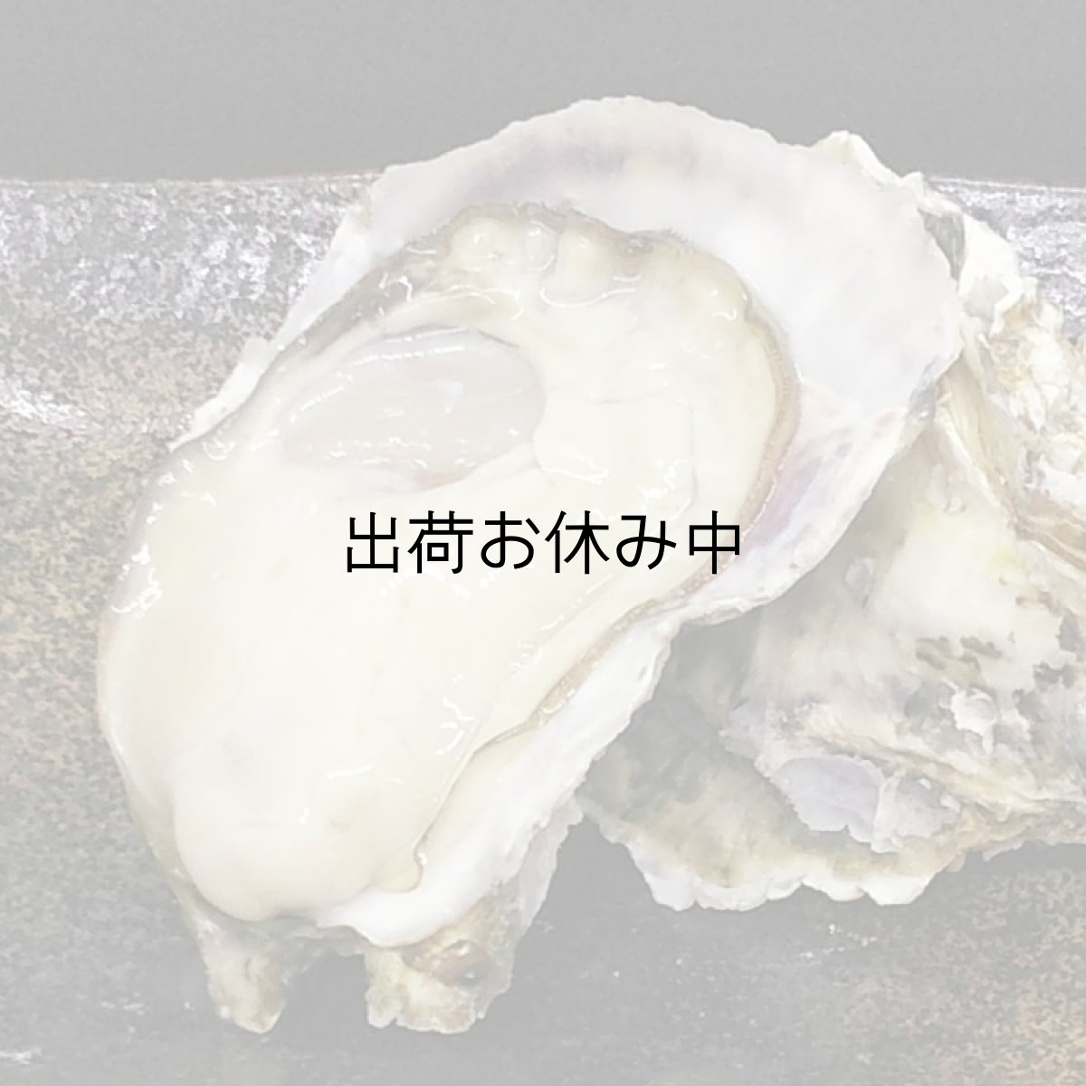 画像4: 大分国東産　殻付牡蠣 (4)