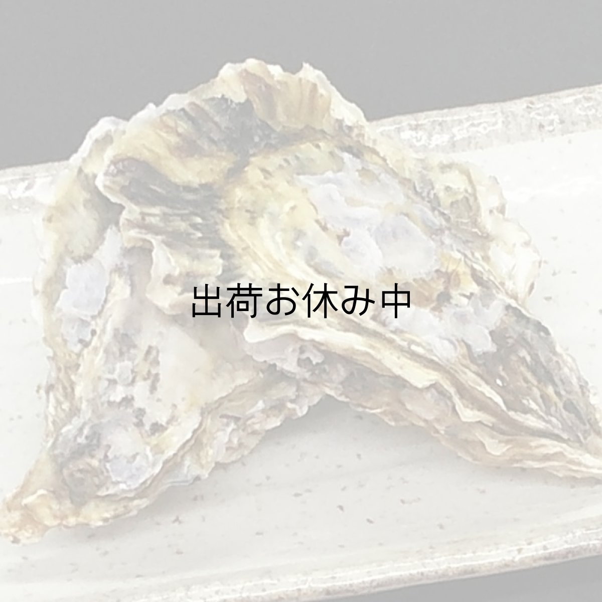 画像3: 大分国東産　殻付牡蠣 (3)