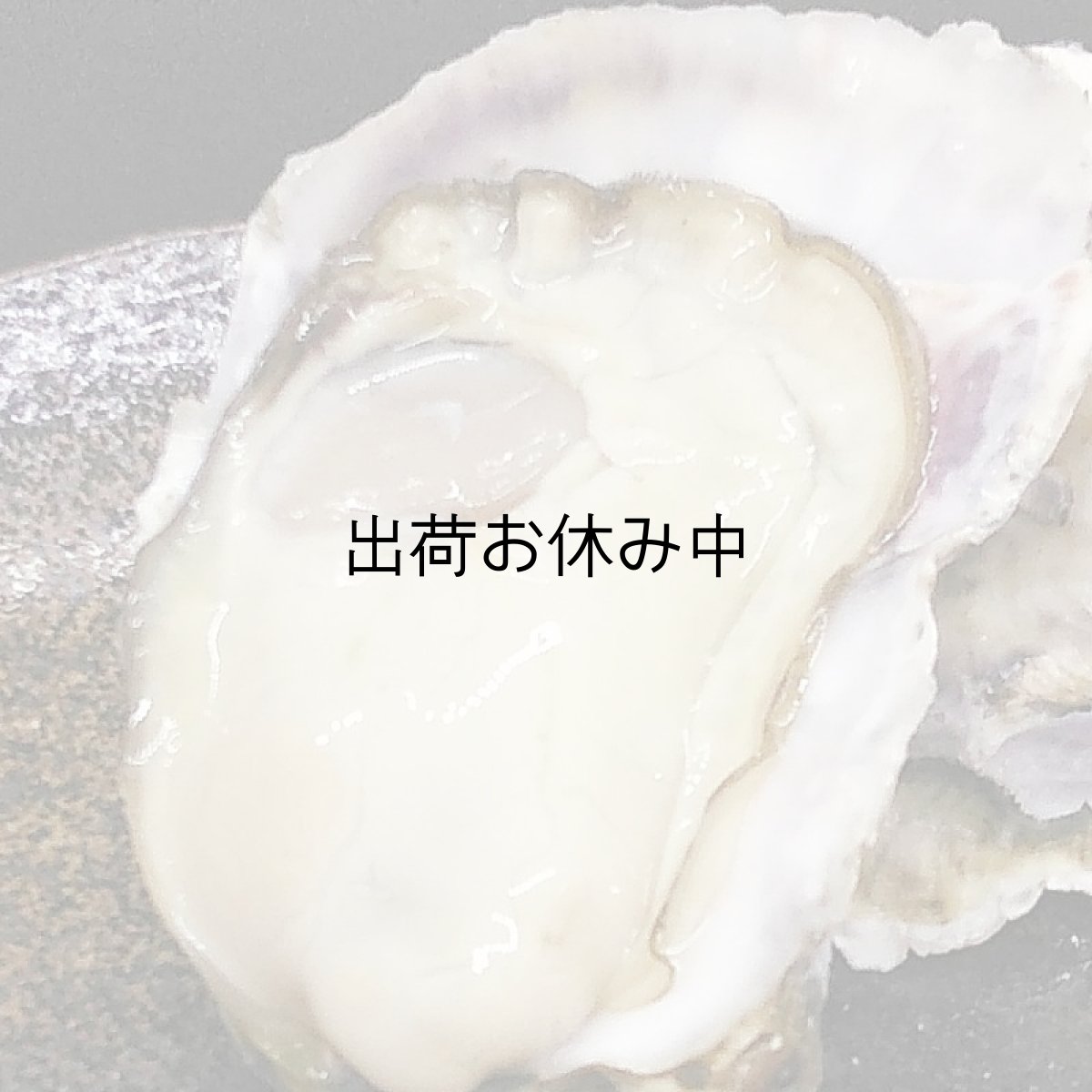 画像6: 大分国東産　殻付牡蠣 (6)
