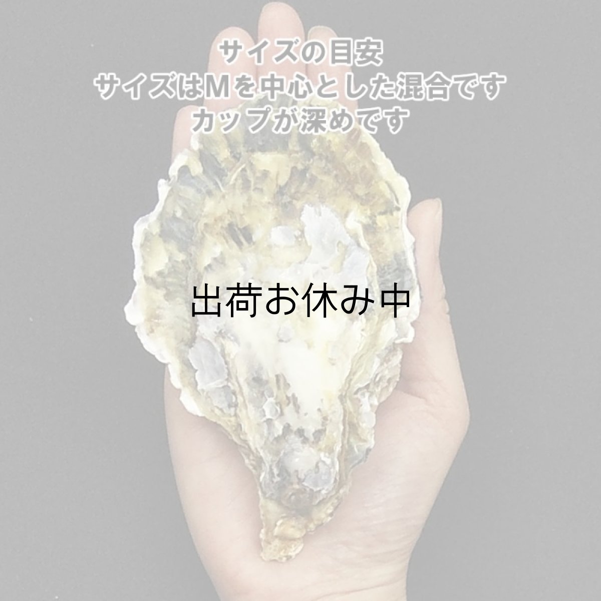 画像2: 大分国東産　殻付牡蠣 (2)
