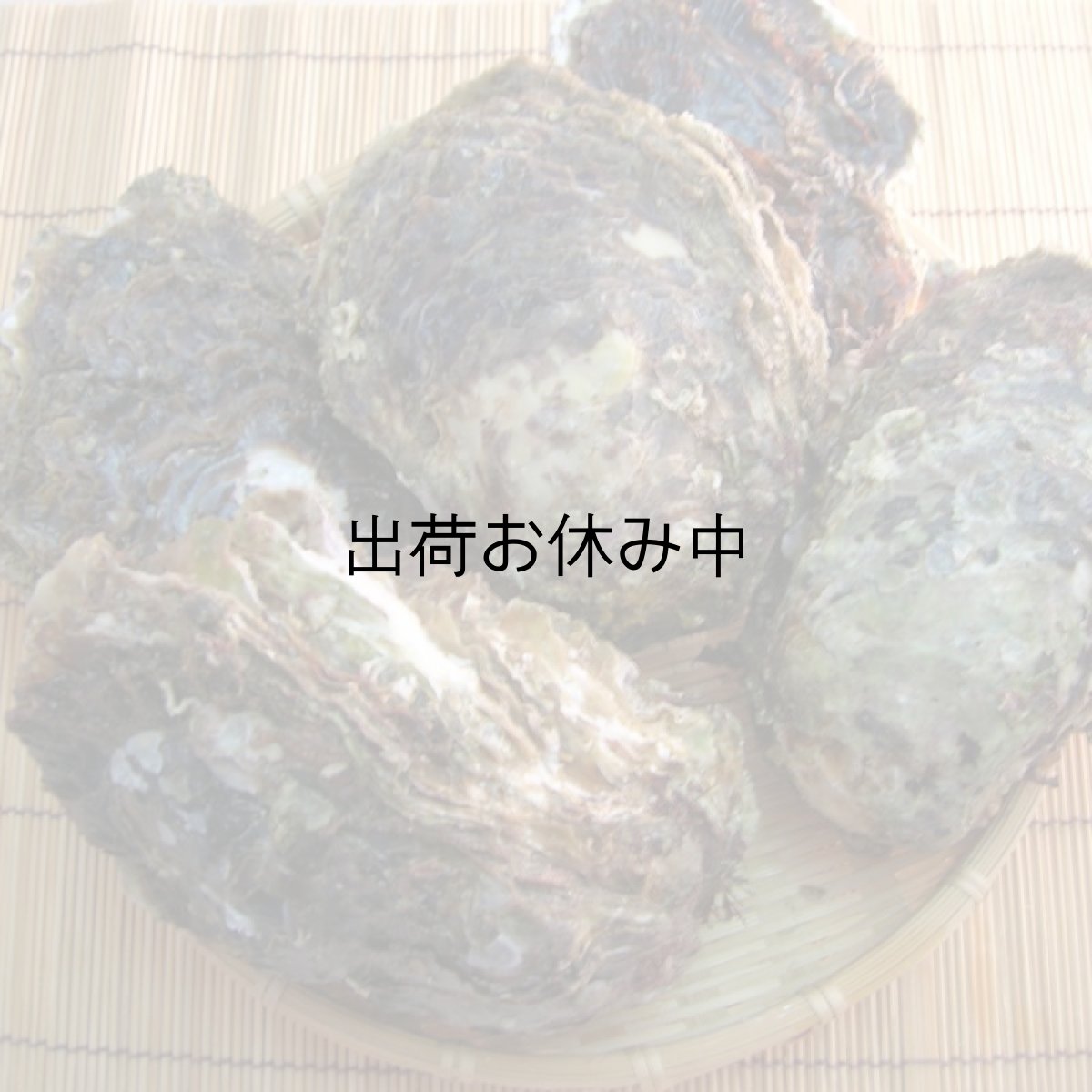 画像5: 京都舞鶴産　天然岩牡蠣・育成岩牡蠣 (5)