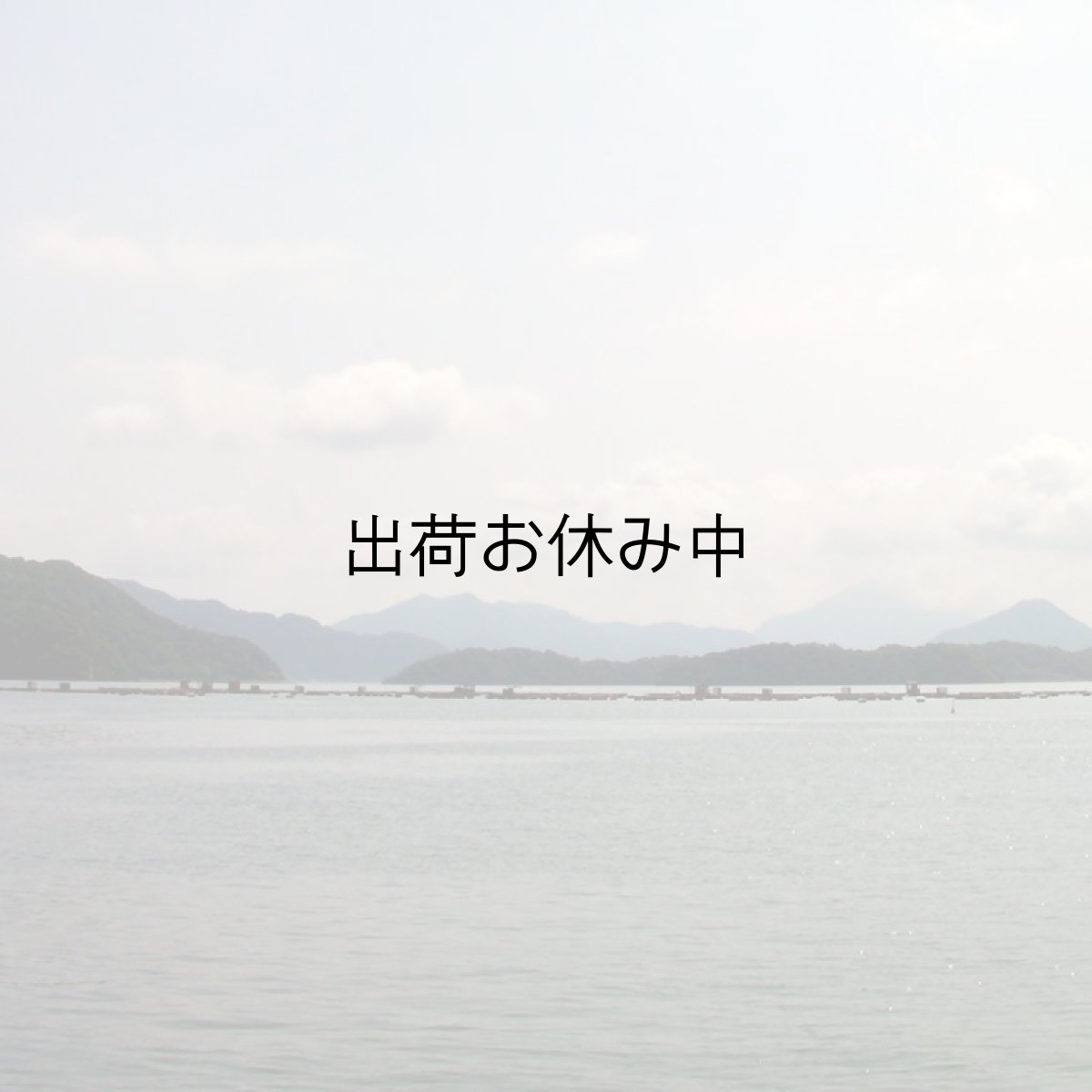 画像4: 京都舞鶴産　天然岩牡蠣・育成岩牡蠣 (4)