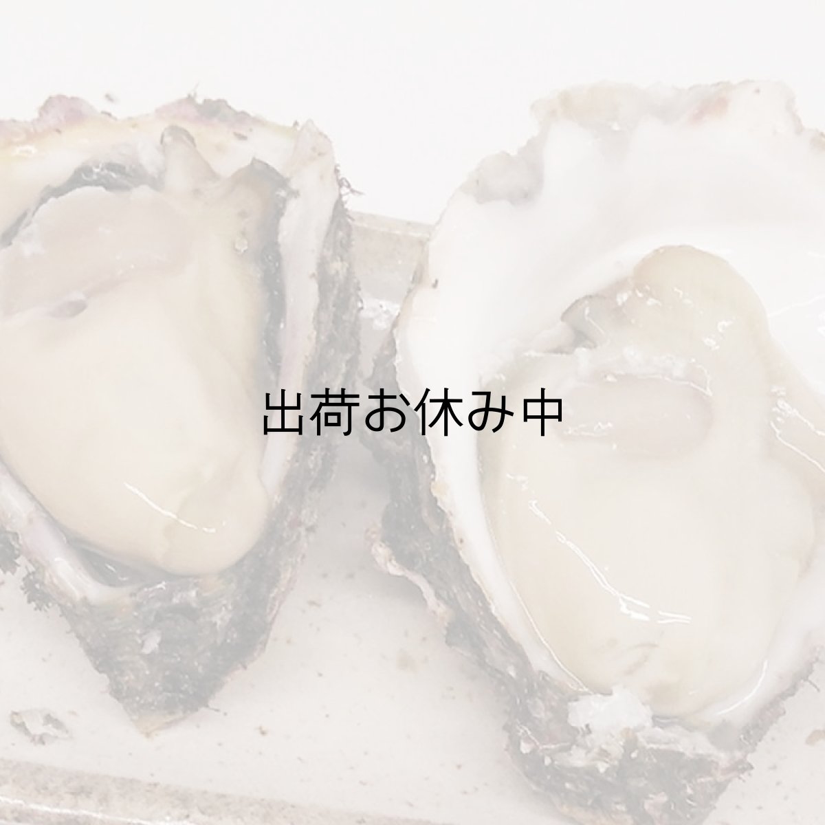 画像3: 京都舞鶴産　天然岩牡蠣・育成岩牡蠣 (3)