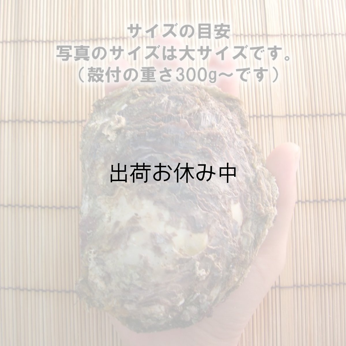 画像2: 京都舞鶴産　天然岩牡蠣・育成岩牡蠣 (2)