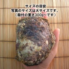 画像2: 京都舞鶴産　天然岩牡蠣・育成岩牡蠣 (2)