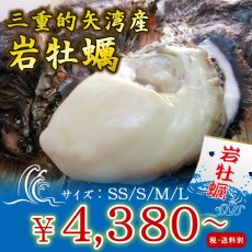 画像1: 三重的矢湾三ヶ所産　岩牡蠣 (1)