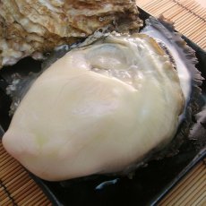 画像8: 三重的矢湾三ヶ所産　岩牡蠣 (8)