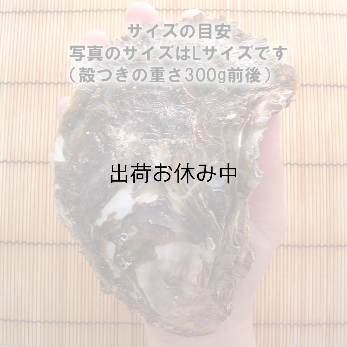 画像4: 三重的矢湾三ヶ所産　岩牡蠣 (4)