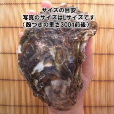 画像4: 三重的矢湾三ヶ所産　岩牡蠣 (4)