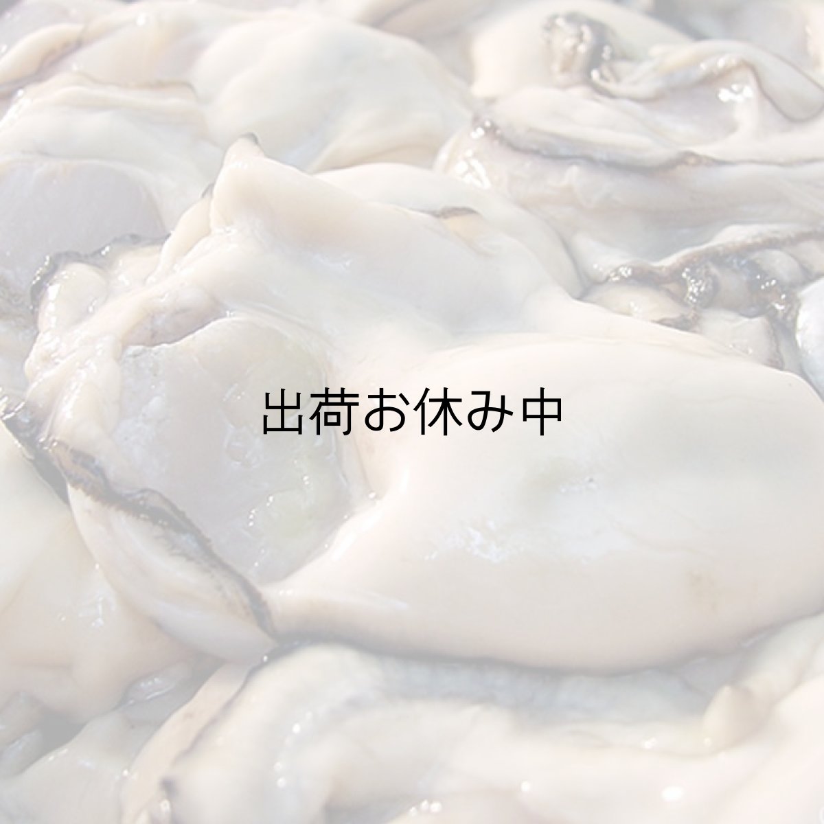 画像3: 的矢湾三ヶ所産　むき身牡蠣 (3)