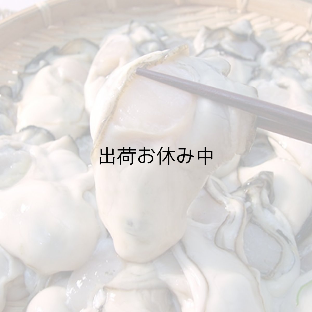 画像2: 的矢湾三ヶ所産　むき身牡蠣 (2)