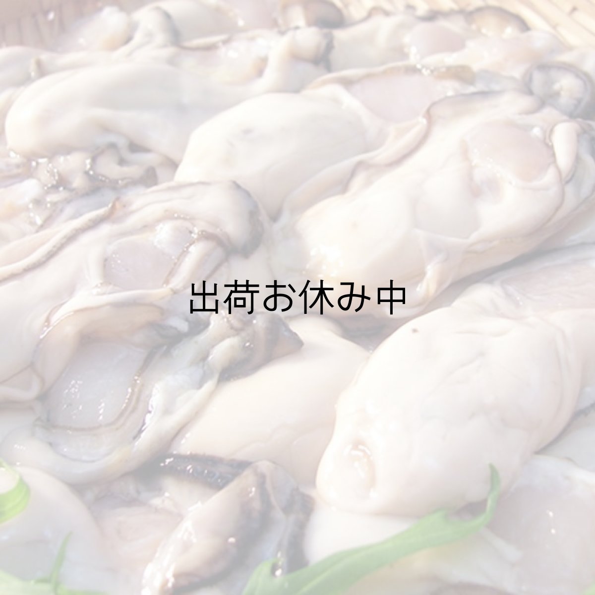 画像5: 的矢湾三ヶ所産　むき身牡蠣 (5)