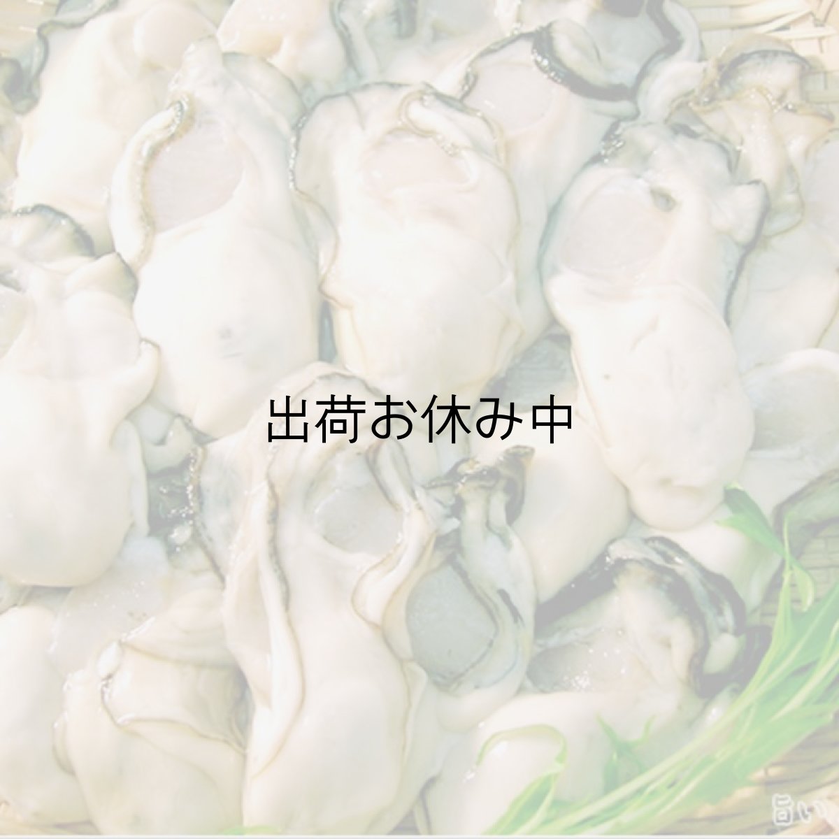 画像4: 的矢湾三ヶ所産　むき身牡蠣 (4)