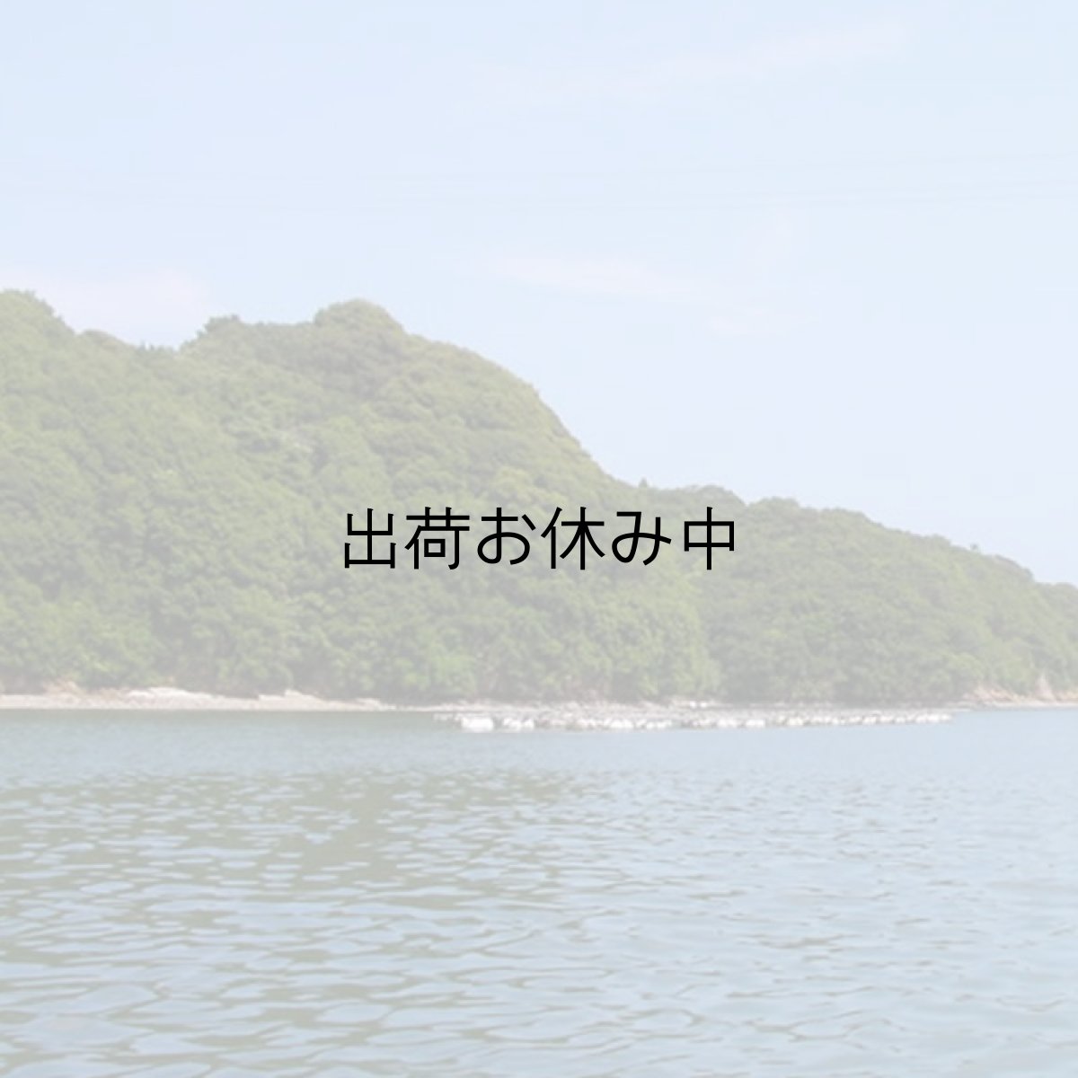 画像5: 三重的矢湾三ヶ所産　岩牡蠣 (5)