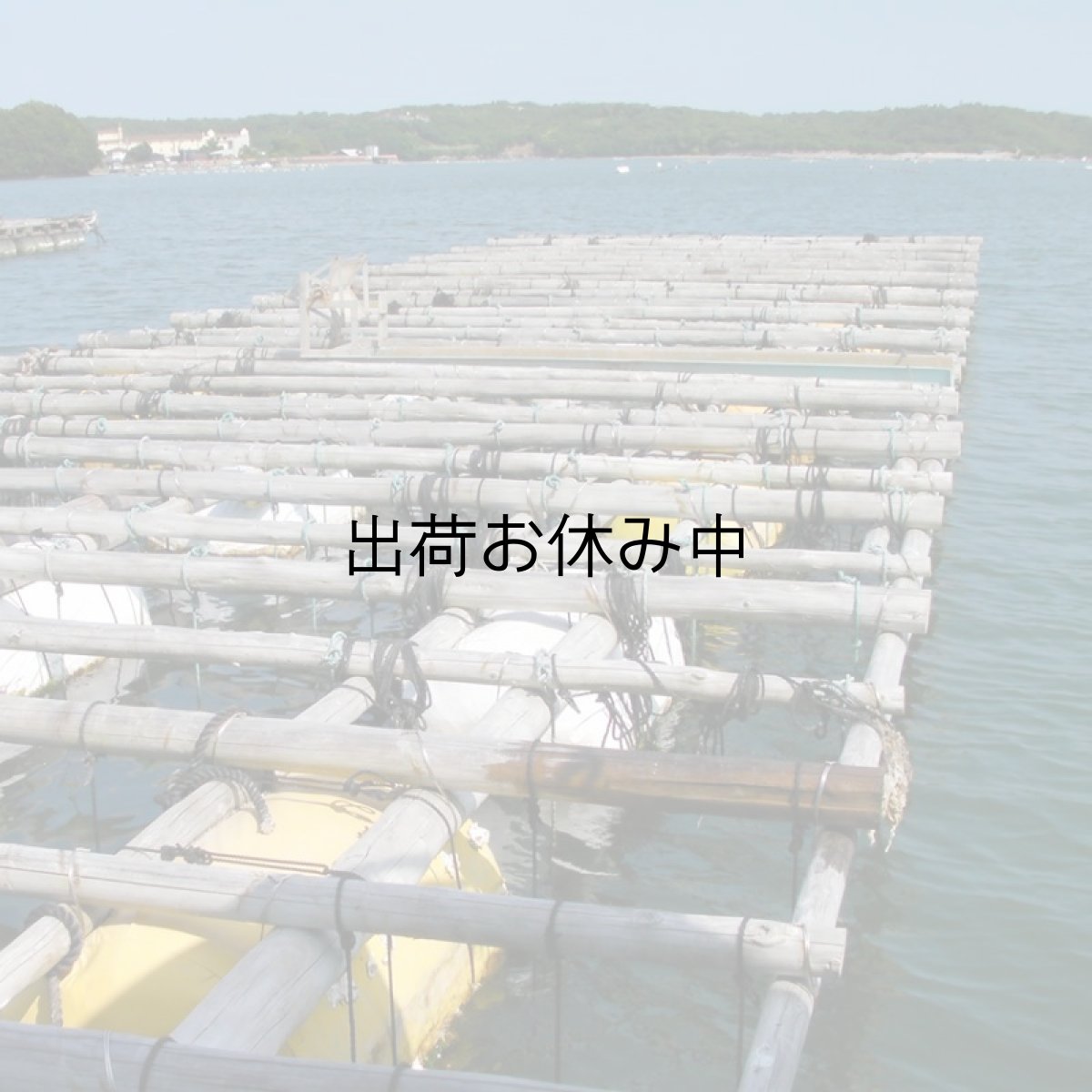 画像6: 三重的矢湾三ヶ所産　岩牡蠣 (6)