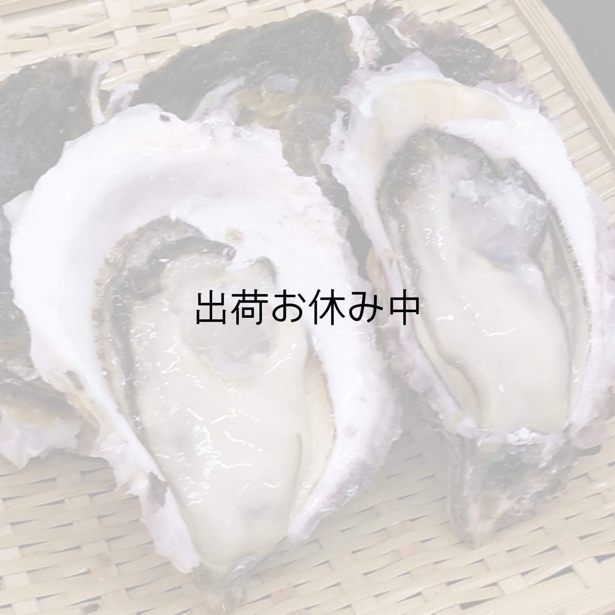 画像7: 三重答志島桃取産　岩牡蠣　輝（かがやき） (7)