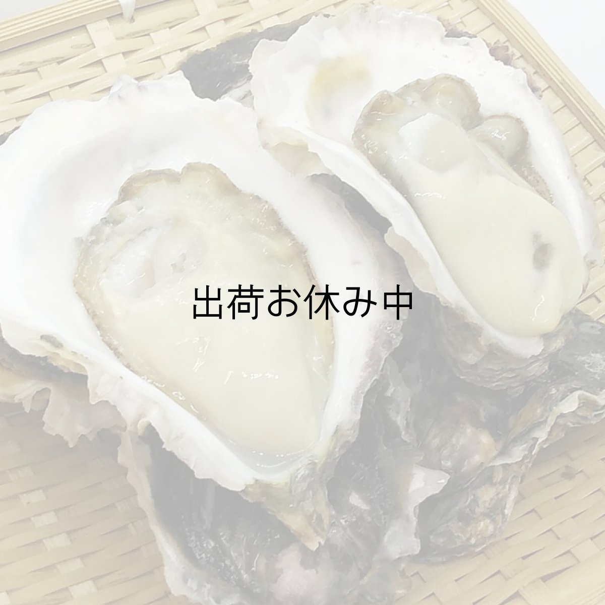 画像9: 三重答志島桃取産　岩牡蠣　輝（かがやき） (9)