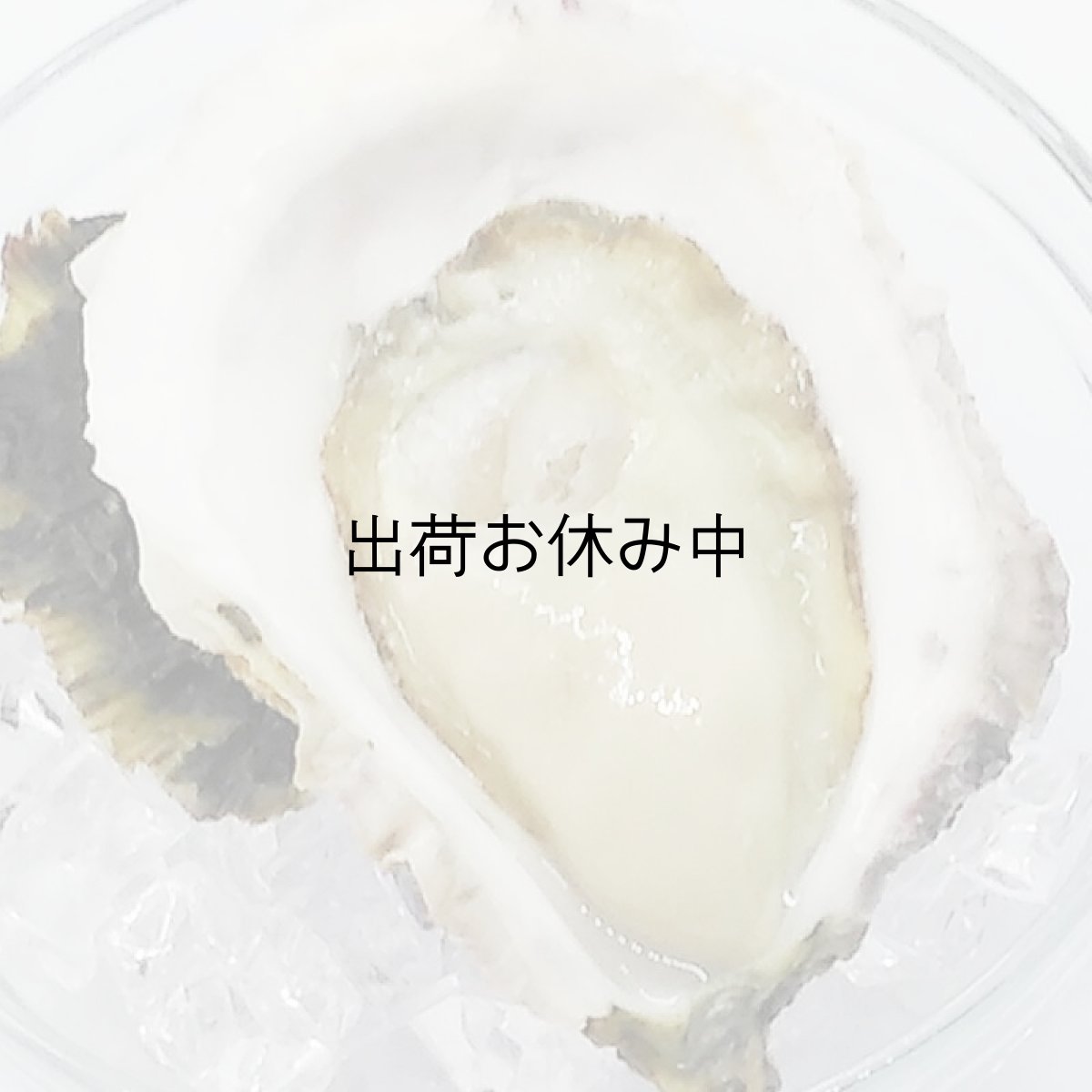 画像8: 三重答志島桃取産　岩牡蠣　輝（かがやき） (8)